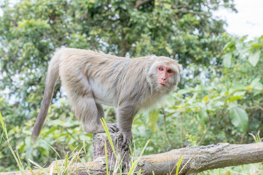 potret Formosan Rock Macaque (neprimateconservancy.org)