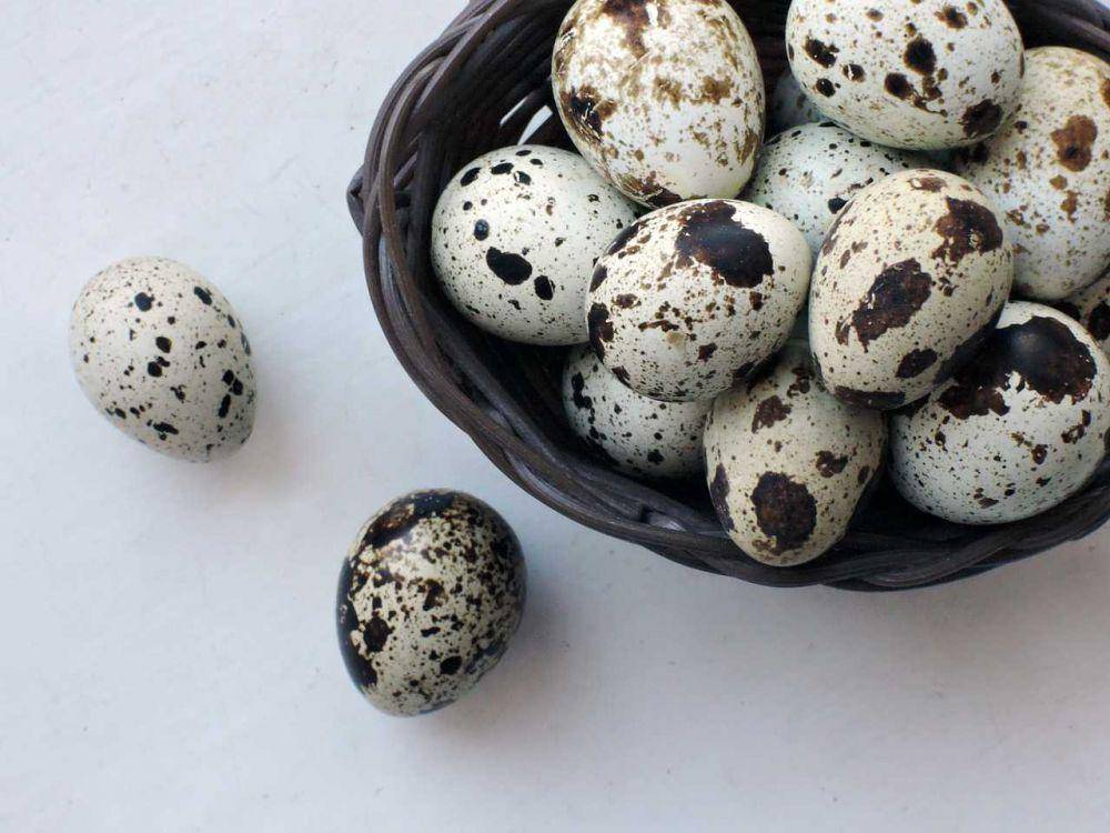 ilustrasi telur puyuh (pixabay.com/AnnTS)