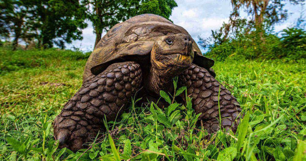 potret kura-kura Galápagos (lapintagalapagoscruise.com)