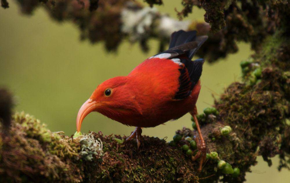 potret Hawaiian Honeycreeper (mongabay.com)