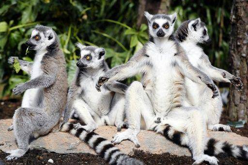potret lemur Madagaskar (phys.org)