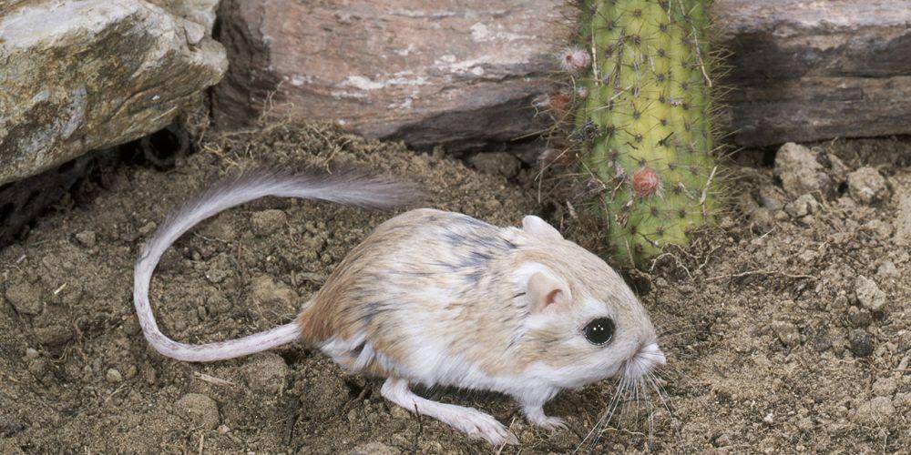 potret Santa Cruz Kangaroo Rat (visitcalifronia.com)