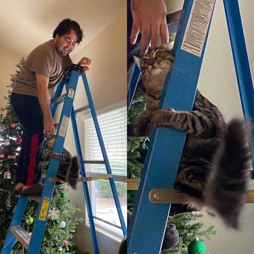 tingkah kocak hewan saat natal (reddit.com/supercj926)