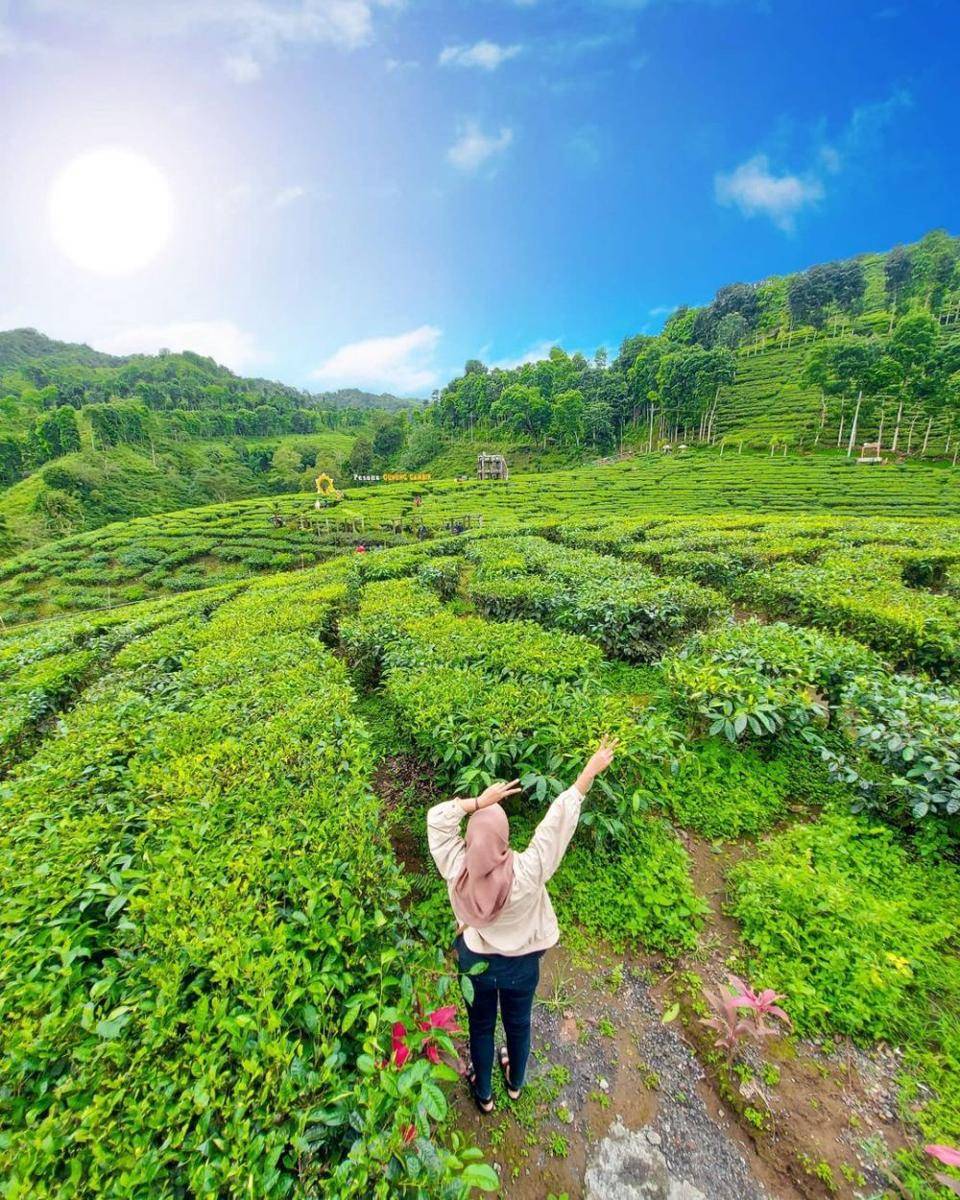 Kebun Teh Gunung Tambir (instagram.com/arti.bintang)
