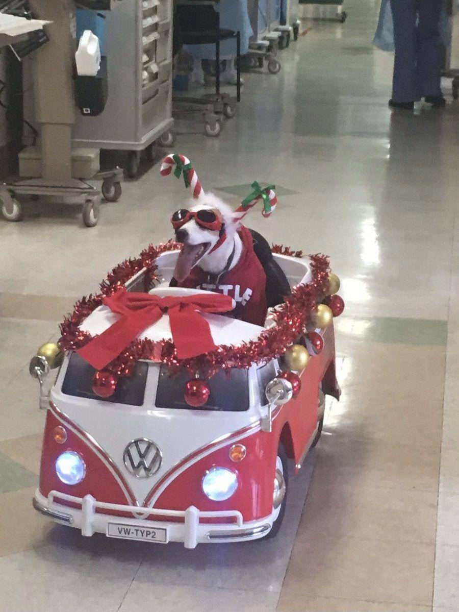 tingkah kocak hewan saat natal (reddit.com/Slow_moving-sloth)