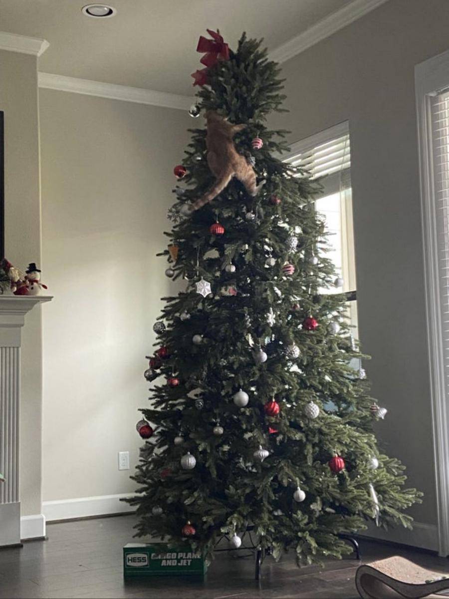 tingkah kocak hewan saat natal (reddit.com/yawinsomeyalosesome)