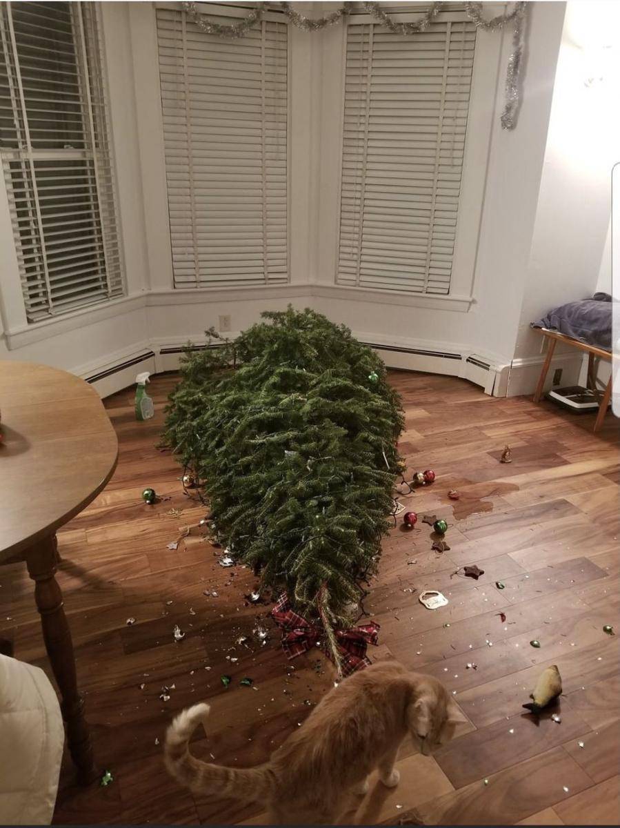 tingkah kocak hewan saat natal (reddit.com/MainePoster)
