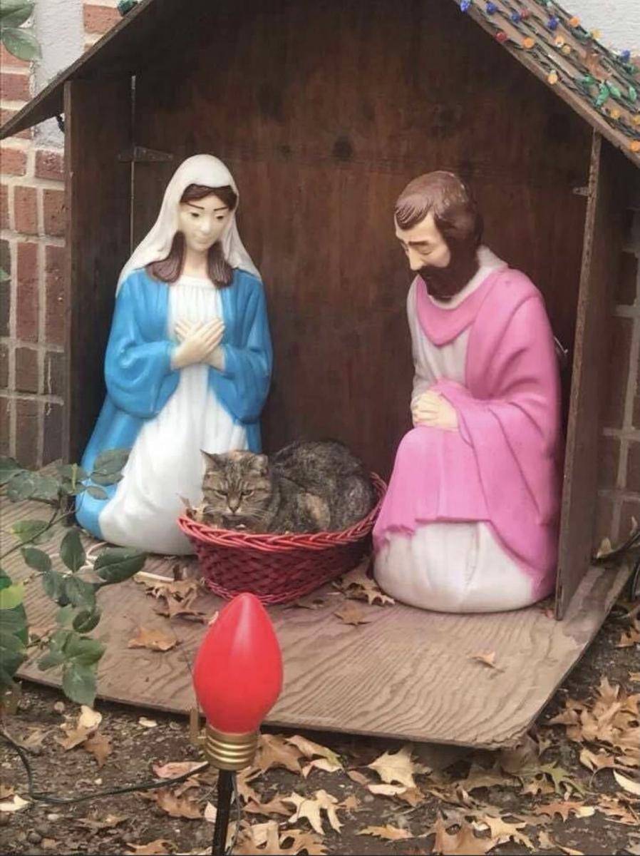 tingkah kocak hewan saat natal (reddit.com/xxshadowraidxx)