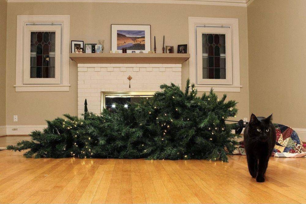 tingkah kocak hewan saat natal (reddit.com/9999monkeys)
