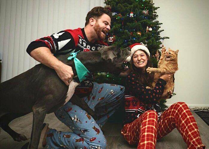 aksi lucu hewan peliharaan saat natal (reddit.com/hmmokaywhat)