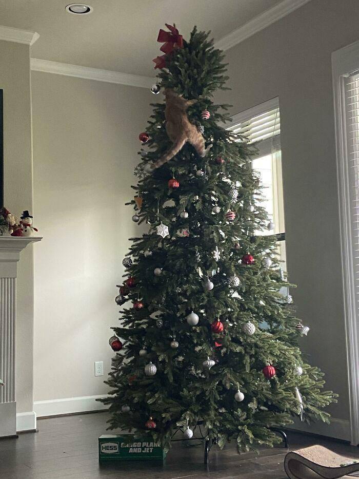 aksi lucu hewan peliharaan saat natal (reddit.com/yawinsomeyalosesome)