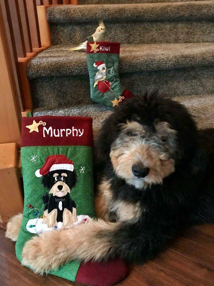 aksi lucu hewan peliharaan saat natal (reddit.com/docbak)