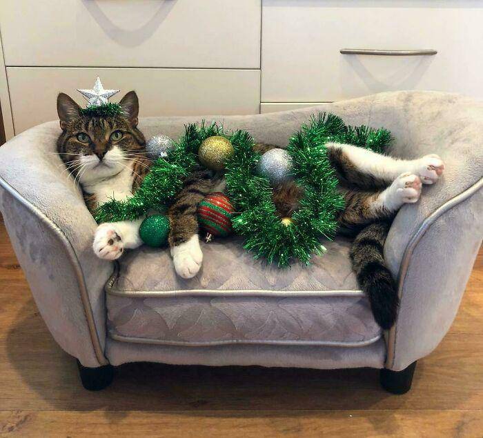 aksi lucu hewan peliharaan saat natal (reddit.com/Bloody-August)