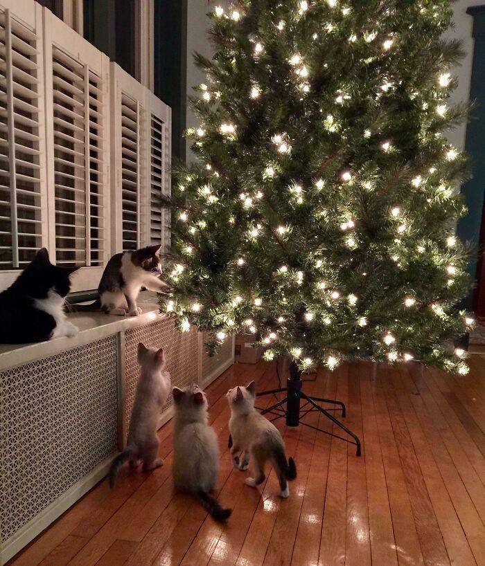aksi lucu hewan peliharaan saat natal (reddit.com/ryrogova)
