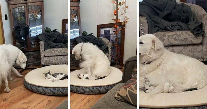 kucing berakting (reddit.com/JollyPeaches)