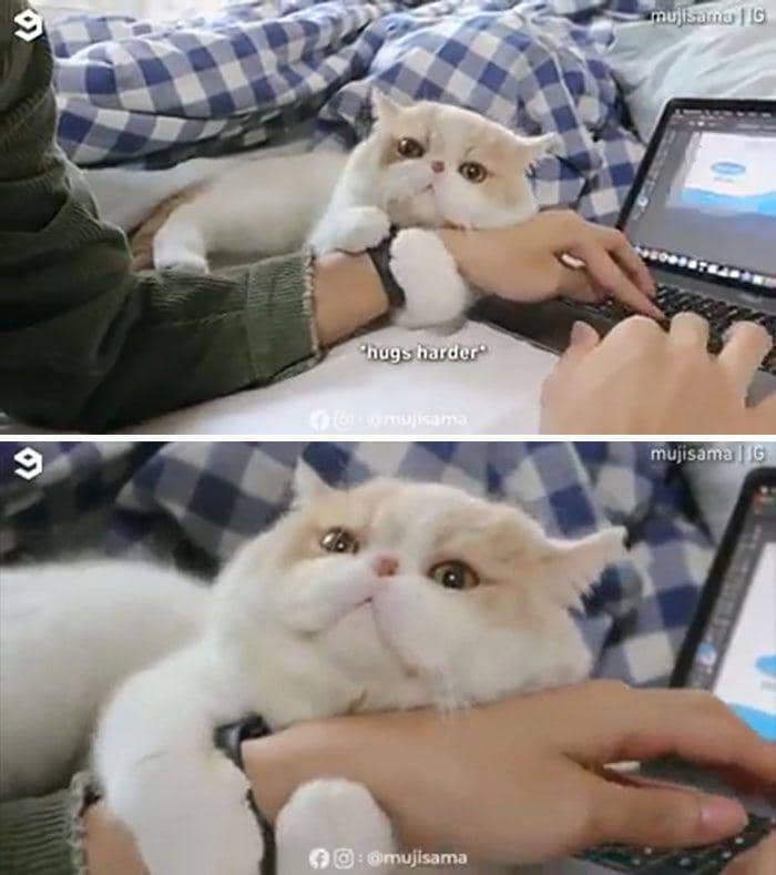 kucing berakting (reddit.com/emperilsourbellys)
