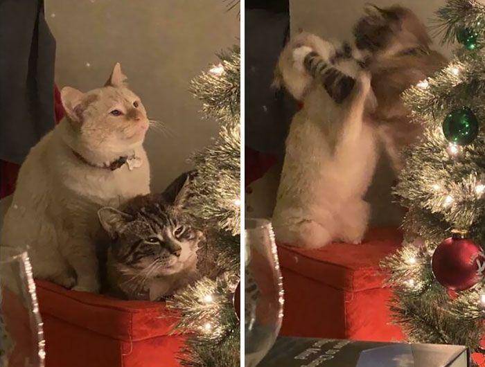 aksi lucu hewan peliharaan saat natal (reddit.com/ashotakovich)