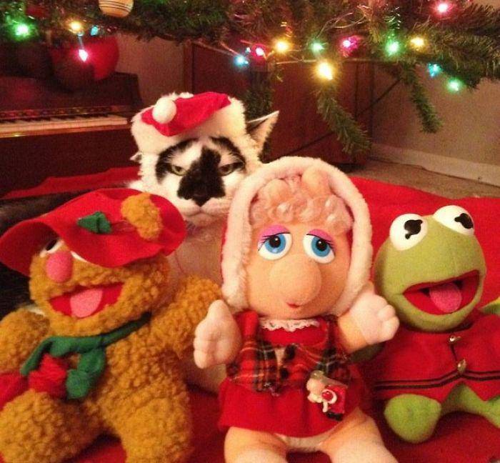 aksi lucu hewan peliharaan saat natal (bitsandpieces.us)