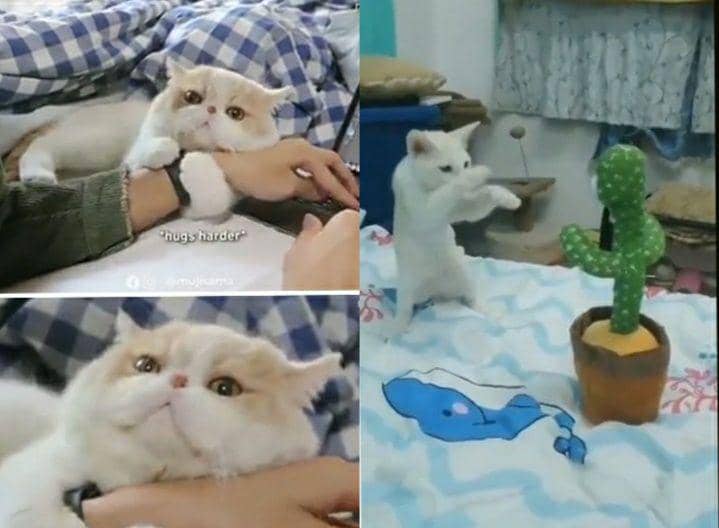 Penuh Drama, 11 Akting Kucing Ini Layak Dapat Piala Oscar