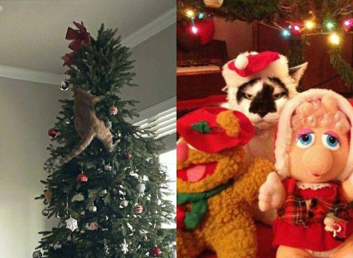 aksi lucu hewan peliharaan saat natal (reddit.com/yawinsomeyalosesome | bitsandpieces.us)