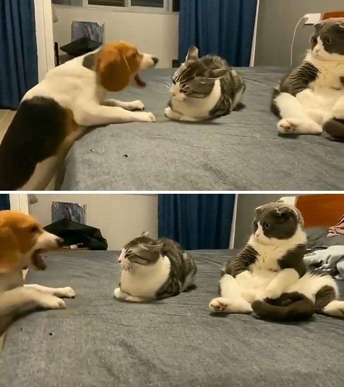 kucing berakting (reddit.com/crasshumor)