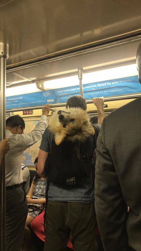 potret seekor anjing di transportasi publik (imgur.com/user/goldenretrievers)