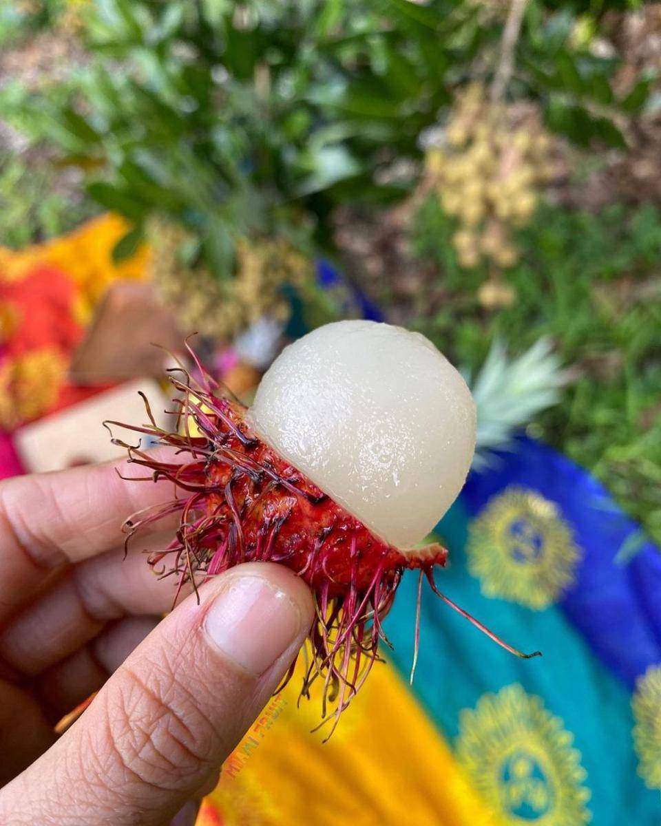 ilustrasi potret rambutan (instagram.com/miamifruit)