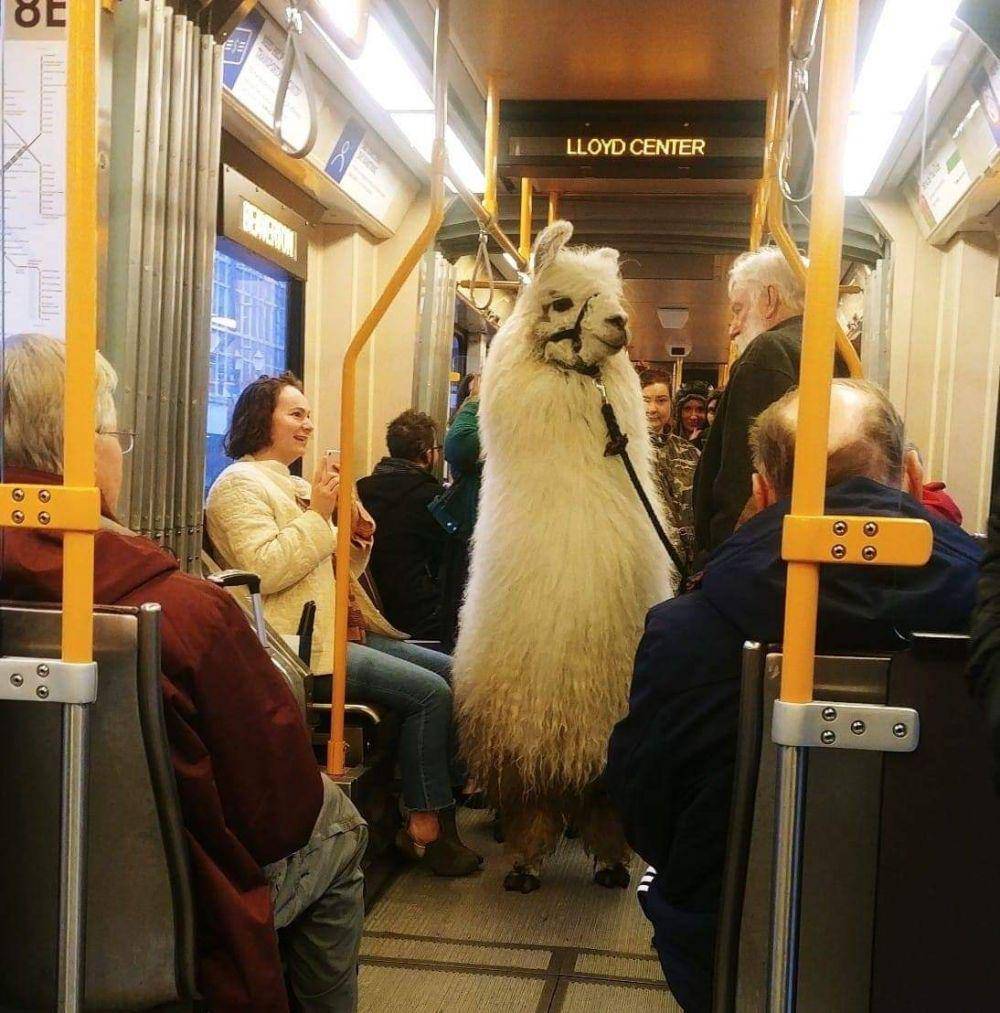 potret seekor alpaca di transportasi publik (old.reddit.com/user/kickasserole)