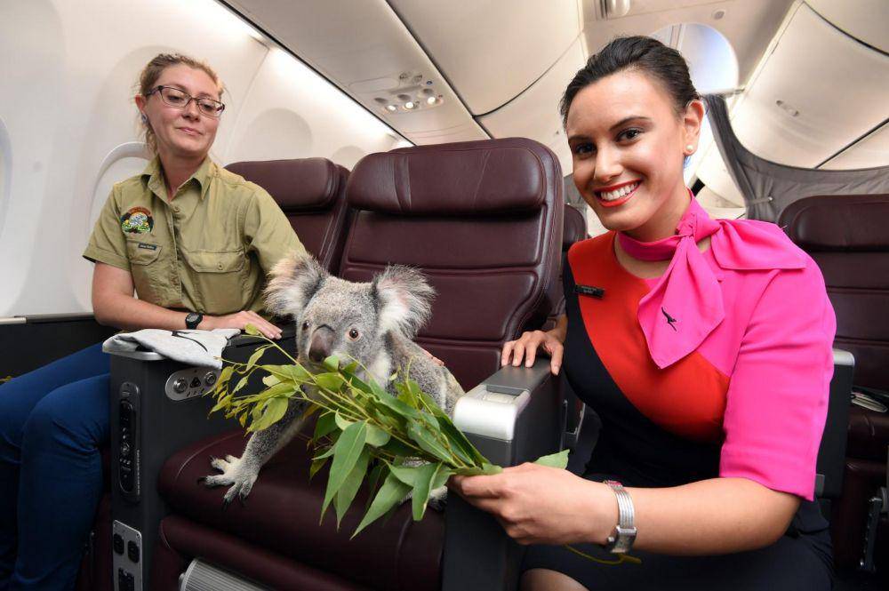 potret seekor koala di transportasi publik (twitter.com/Qantas)