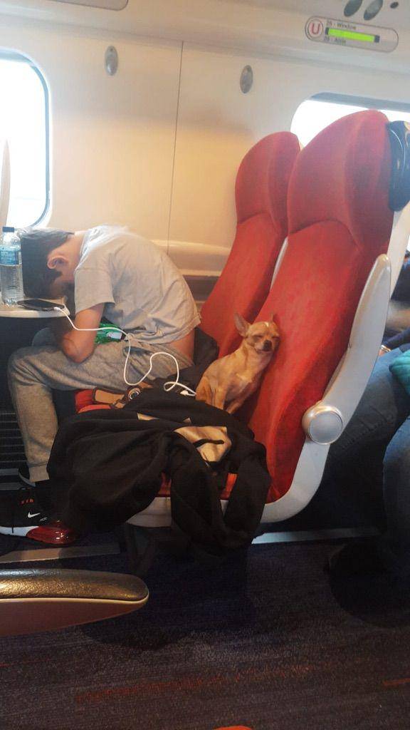 potret seekor anjing tidur di transportasi publik (old.reddit.com/user/LaylaMil)