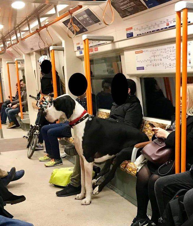 potret seekor anjing duduk di transportasi publik (old.reddit.com/user/boredwatermelon)