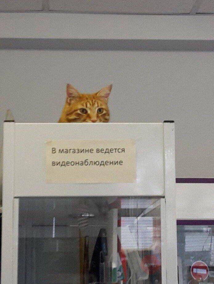 hal aneh yang normal di Rusia (twitter.com/Russia_NC)