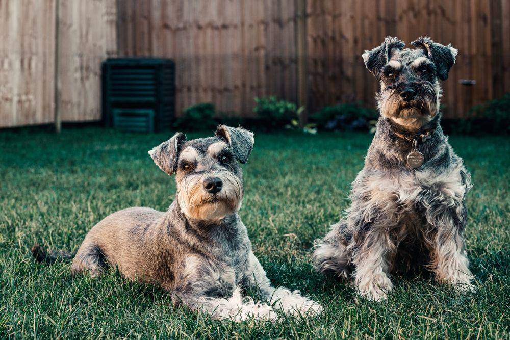 ilustrasi anjing (pexels.com/Sebastian Coman Travel)