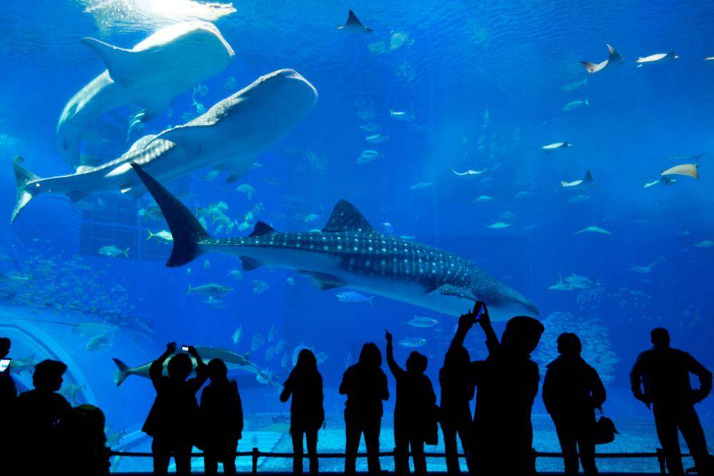 Para pengunjung sedang melihat ikan di terowong akuarium Underwater World Langkawi. (tiket.com)
