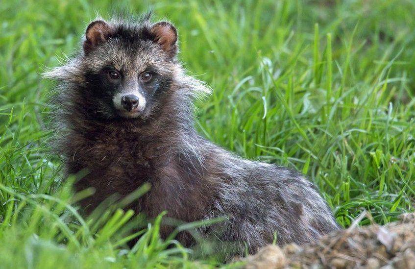 Racoon dog (bbc.com)
