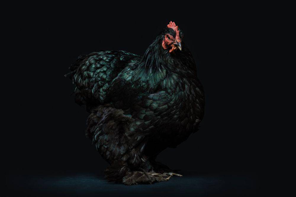 ilustrasi ayam hitam (pixabay.com/Pexels)