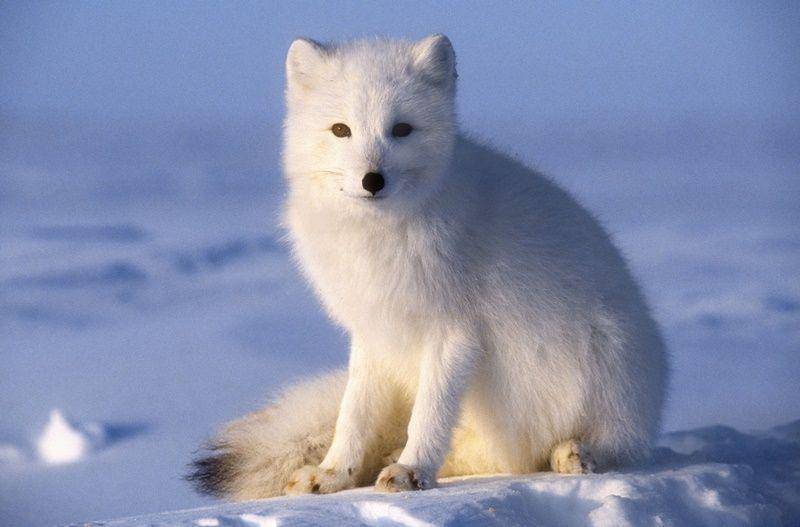Artic fox (Getty Images/Tom Walker)