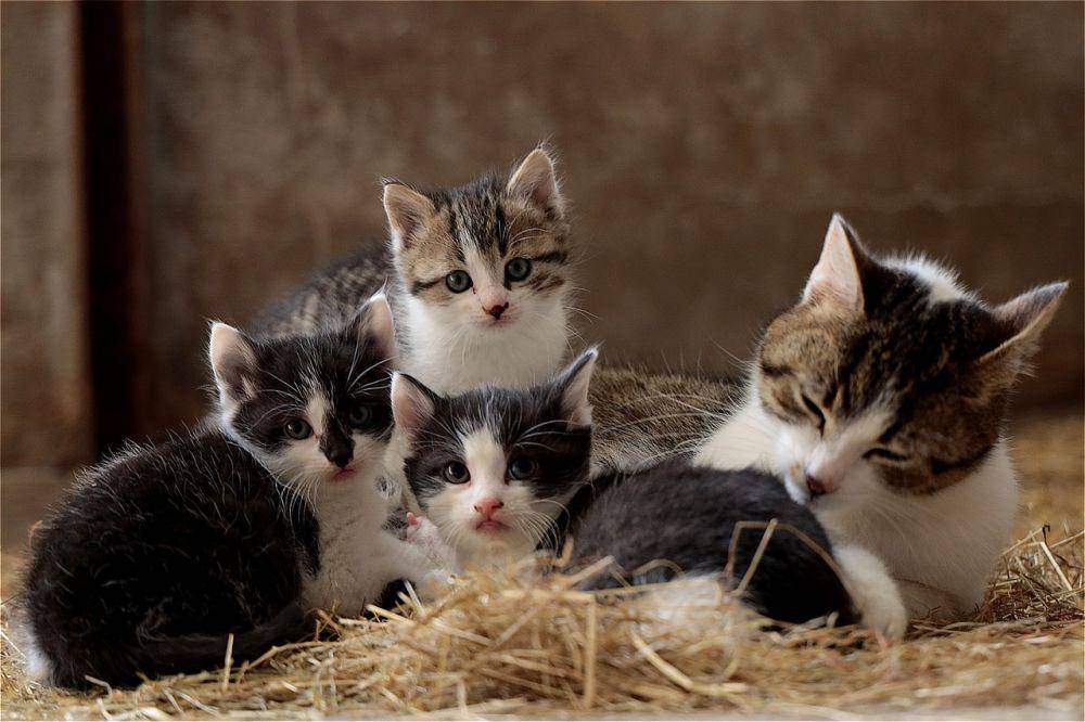 ilustrasi induk kucing dan anak-anaknya (pixabay.com/WFranz)