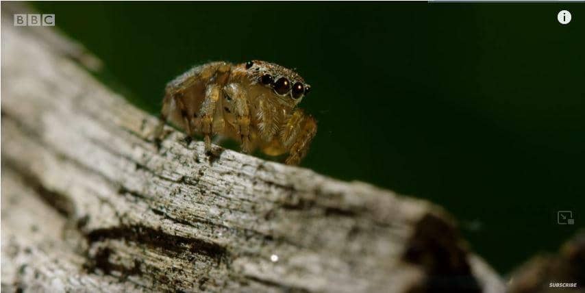 Laba-laba merak betina memiliki warna cokelat (youtube.com/BBC)