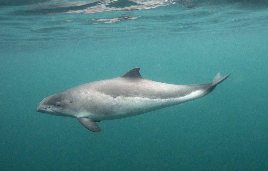 Harbour porpoise (wwf.org.uk/Richard Shucksmith)