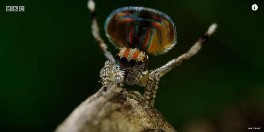 Laba-laba merak jantan (youtube.com/BBC)