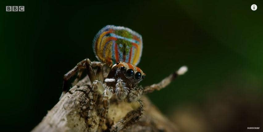Laba-laba merak jantan (youtube.com/BBC)