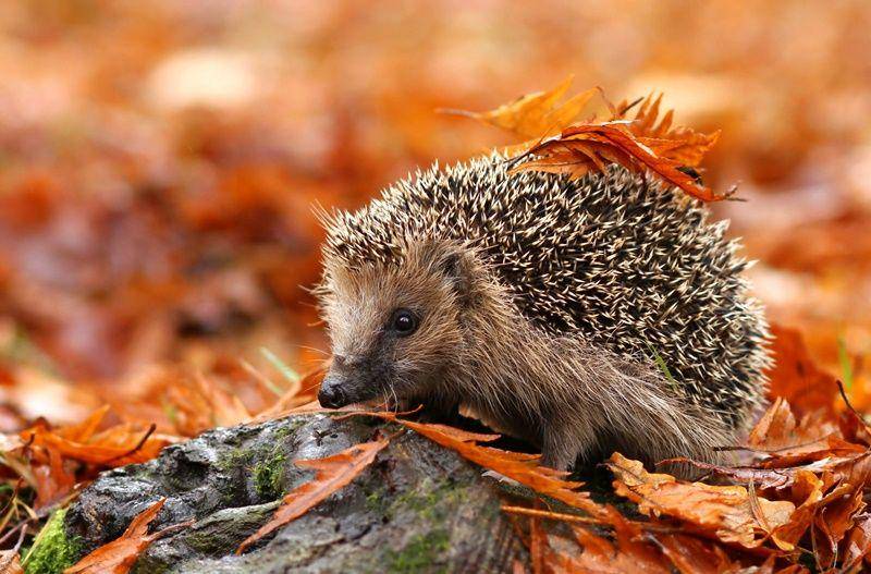West european hedgehog (worldlandtrust.org)