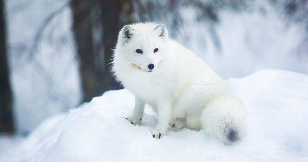 Artic fox (earth.com)