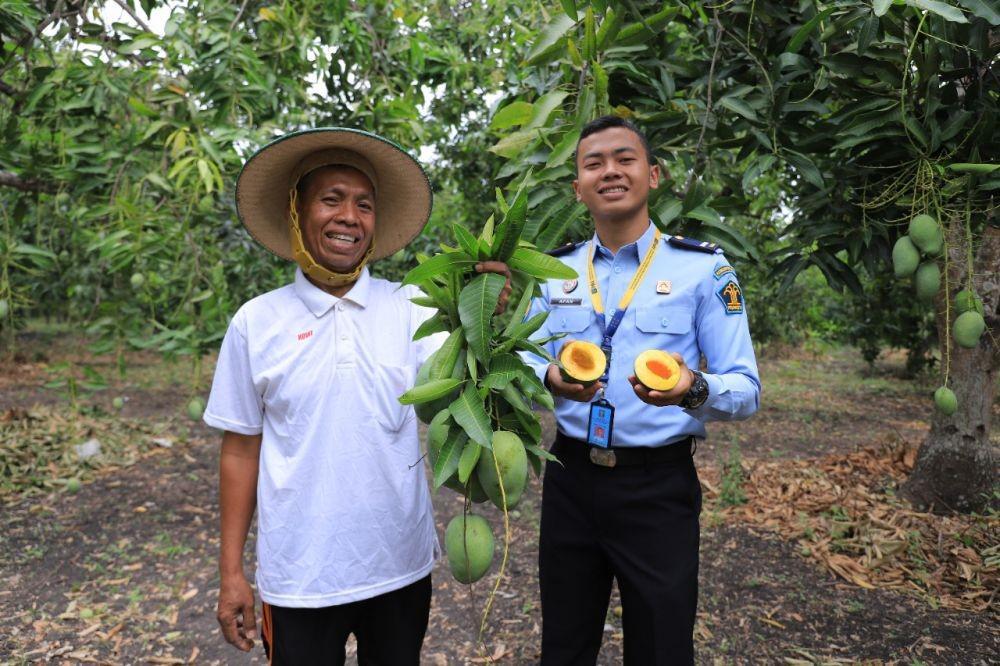 Sah! Mangga Alpukat Resmi Hak Paten Kabupaten Pasuruan