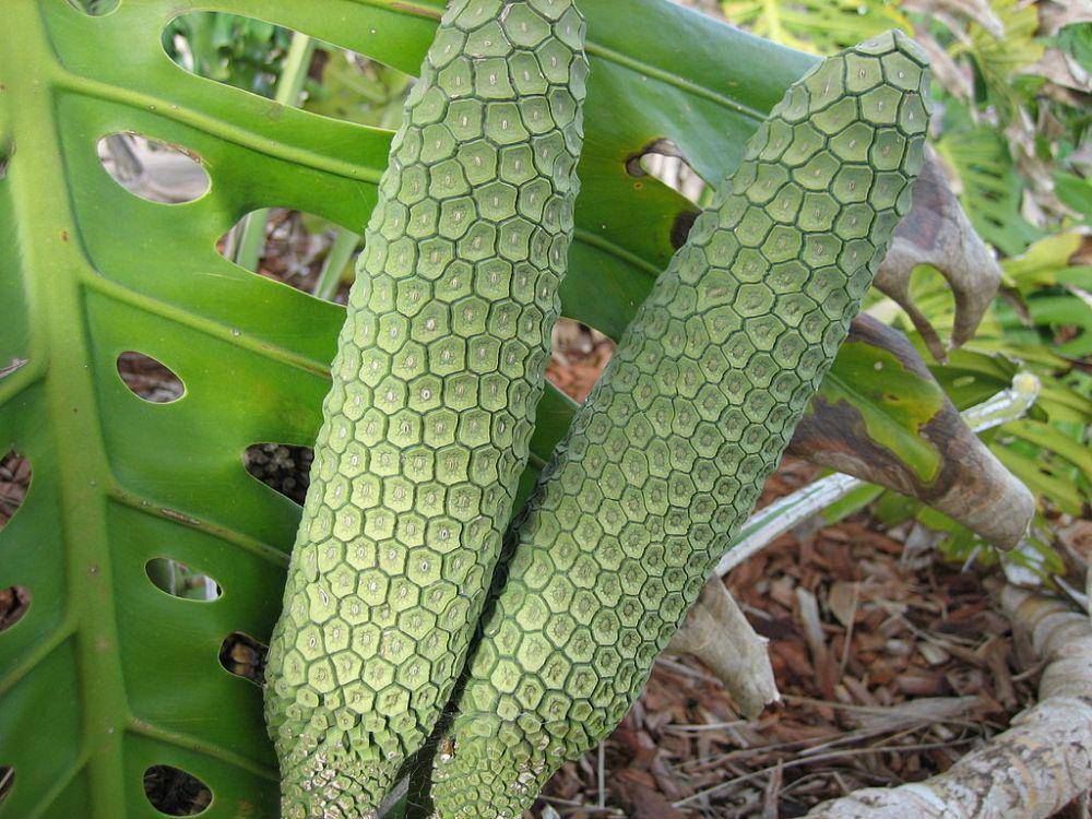buah mentah dari tanaman monstera deliciosa (commons.wikimedia.org/Annon201)