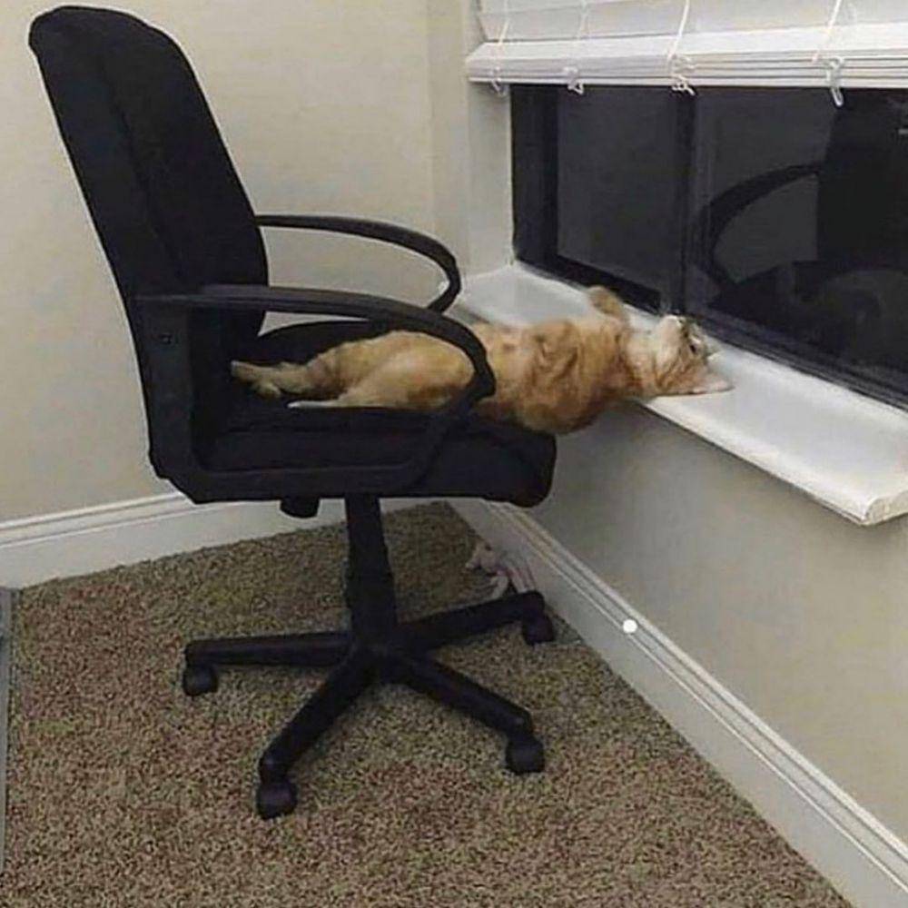 potret kucing sedang berbaring (instagram.com/thesnuggleisrl/)