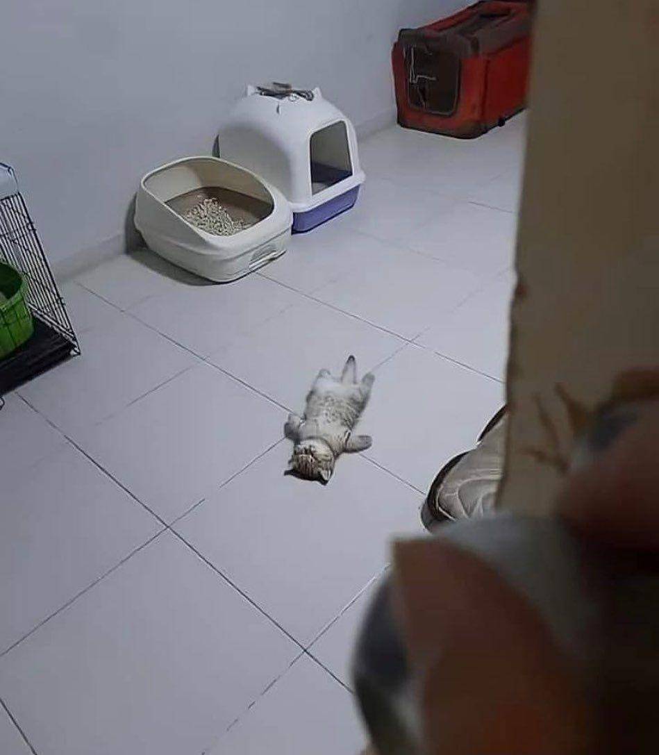 potret kucing tepar (instagram.com/thesnuggleisrl/)