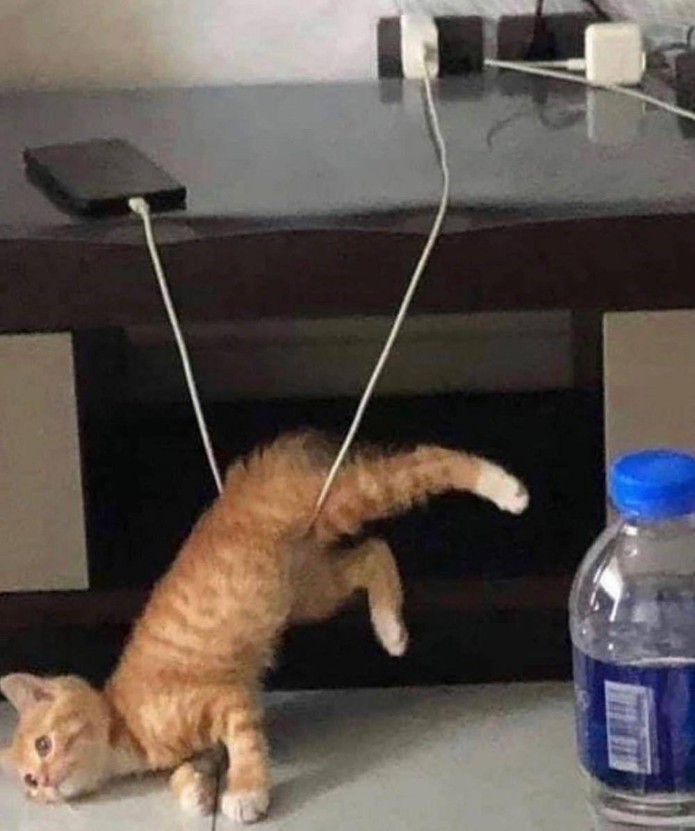 potret kucing tersangkut di kabel (instagram.com/thesnuggleisrl/)