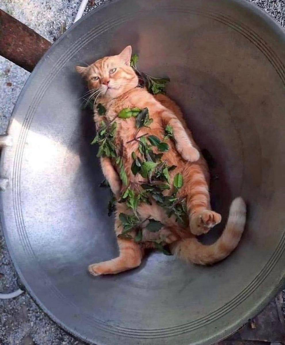 potret kucing di dalam wajan (instagram.com/thesnuggleisrl/)